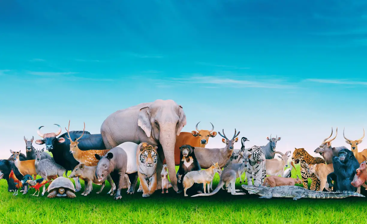popular animals in the world